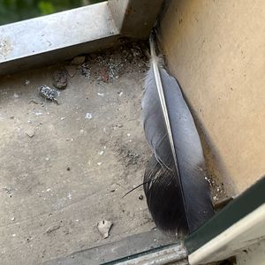 少妇凸轮内射高清视频
